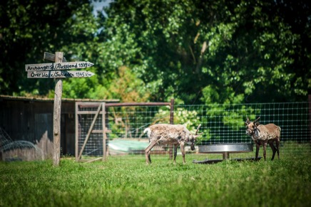 Hörnet-Photographie-Elchfarm (10 von 15).jpg